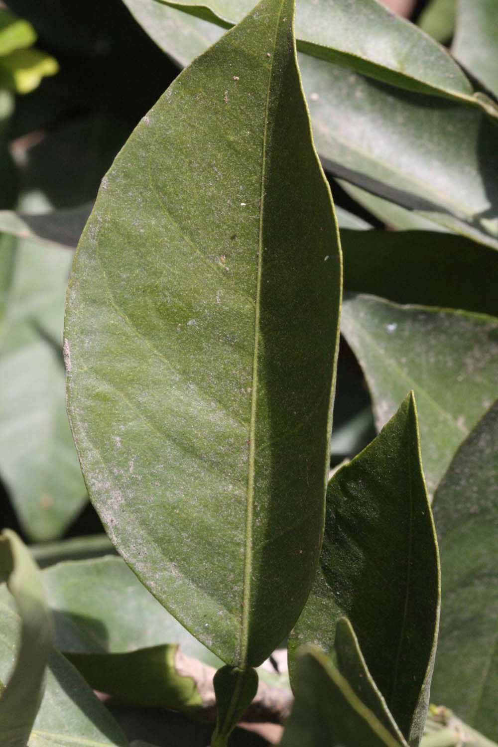            Unifoliolate leaf of  Citrus sinensis         (Bahianinha Araras, Riverside, CA)   